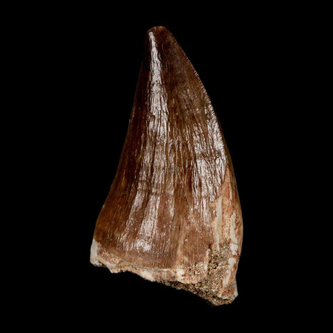 XL 2" Mosasaur Prognathodon Fossil Tooth Cretaceous Dinosaur Era COA & Stand