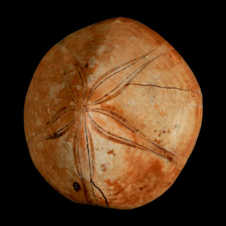 61MM Pygurus Marmonti Sea Urchin Fossil Sand Dollar Jurassic Age Madagascar