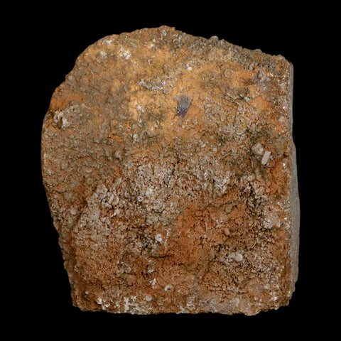 3.1" Actinocrinites Multiradiatus Crinoid Fossil Mississippian Age Burlington, Iowa - Fossil Age Minerals