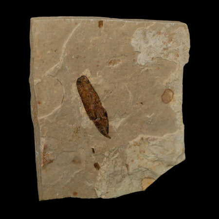 1.1" Caesalpinia Pecorae Divi Divi Trees Fossil Plant Leaf Eocene Age Uintah Utah