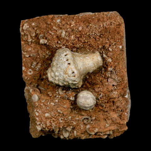 3.4" Uperocrinus Pyriformis Schizoblastus Crinoid Fossil Mississippian Age Burlington Iowa - Fossil Age Minerals