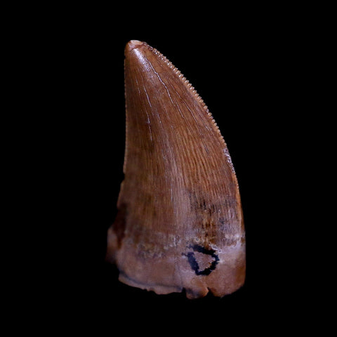0.5" Tyrannosaur Serrated Fossil Tooth Cretaceous Dinosaur Judith River FM MT COA - Fossil Age Minerals