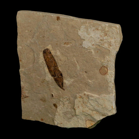 1.1" Caesalpinia Pecorae Divi Divi Trees Fossil Plant Leaf Eocene Age Uintah Utah - Fossil Age Minerals