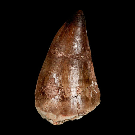 XL 2.3" Mosasaur Prognathodon Fossil Tooth Cretaceous Dinosaur Era COA & Stand