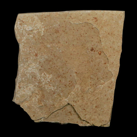 1.1" Caesalpinia Pecorae Divi Divi Trees Fossil Plant Leaf Eocene Age Uintah Utah - Fossil Age Minerals