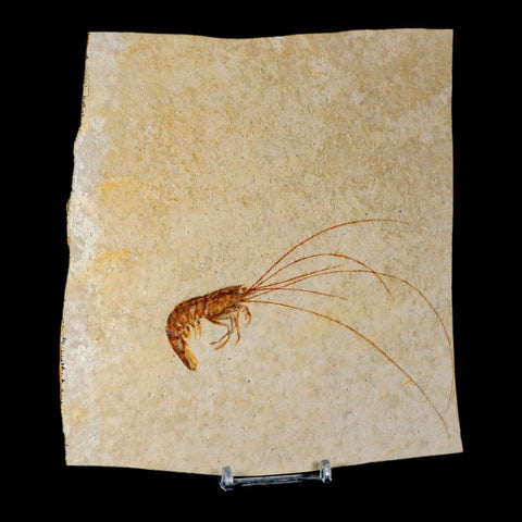 4.7" Antrimpos Fossil Shrimp Upper Jurassic Age Solnhofen FM Germany COA Stand - Fossil Age Minerals