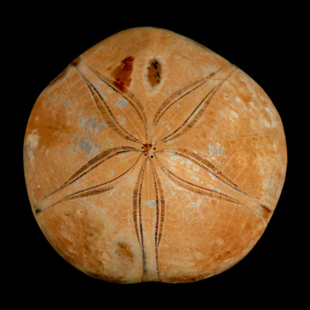 66MM Pygurus Marmonti Sea Urchin Fossil Sand Dollar Jurassic Age Madagascar