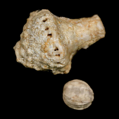 3.4" Uperocrinus Pyriformis Schizoblastus Crinoid Fossil Mississippian Age Burlington Iowa - Fossil Age Minerals