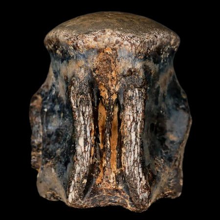 2.1" Mosasaur Fossil Vertebrae Cretaceous Dinosaur Era Texas Ozan FM COA