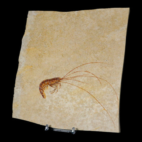 4.7" Antrimpos Fossil Shrimp Upper Jurassic Age Solnhofen FM Germany COA Stand - Fossil Age Minerals