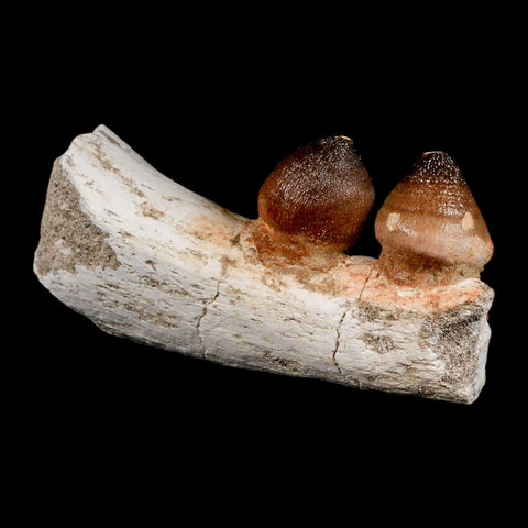 3.7" Globidens Mosasaur Fossil Teeth Jaw Section Cretaceous Dinosaur Era COA - Fossil Age Minerals