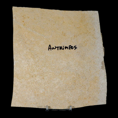 4.7" Antrimpos Fossil Shrimp Upper Jurassic Age Solnhofen FM Germany COA Stand - Fossil Age Minerals