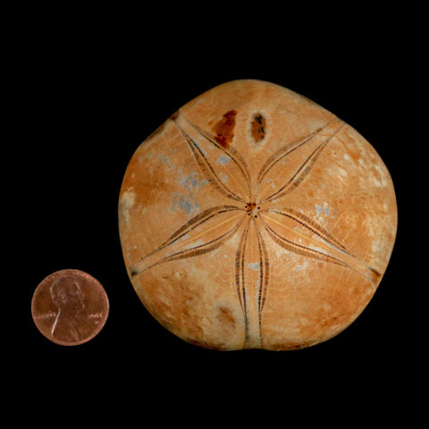 66MM Pygurus Marmonti Sea Urchin Fossil Sand Dollar Jurassic Age Madagascar - Fossil Age Minerals