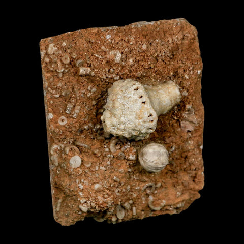 3.4" Uperocrinus Pyriformis Schizoblastus Crinoid Fossil Mississippian Age Burlington Iowa - Fossil Age Minerals