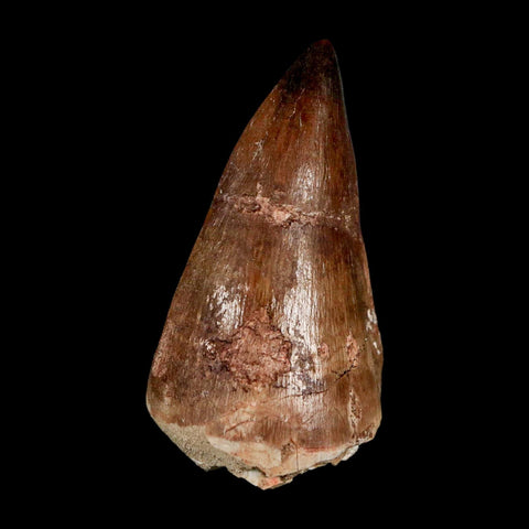 XL 2.3" Mosasaur Prognathodon Fossil Tooth Cretaceous Dinosaur Era COA & Stand