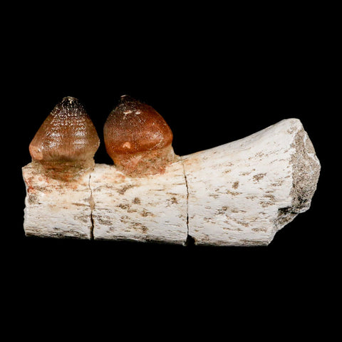 3.7" Globidens Mosasaur Fossil Teeth Jaw Section Cretaceous Dinosaur Era COA - Fossil Age Minerals