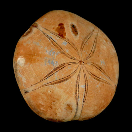 66MM Pygurus Marmonti Sea Urchin Fossil Sand Dollar Jurassic Age Madagascar