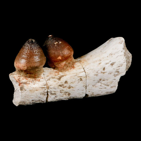 3.7" Globidens Mosasaur Fossil Teeth Jaw Section Cretaceous Dinosaur Era COA - Fossil Age Minerals