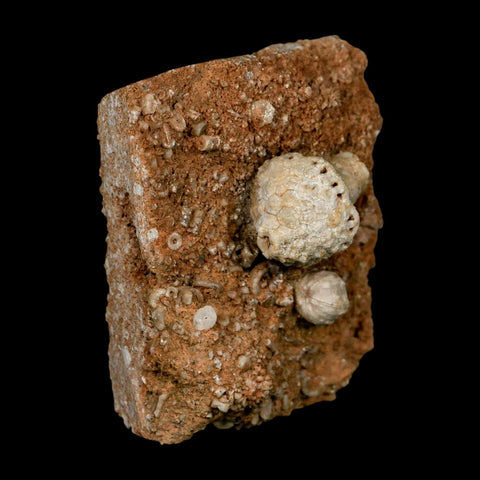 3.4" Uperocrinus Pyriformis Schizoblastus Crinoid Fossil Mississippian Age Burlington Iowa - Fossil Age Minerals