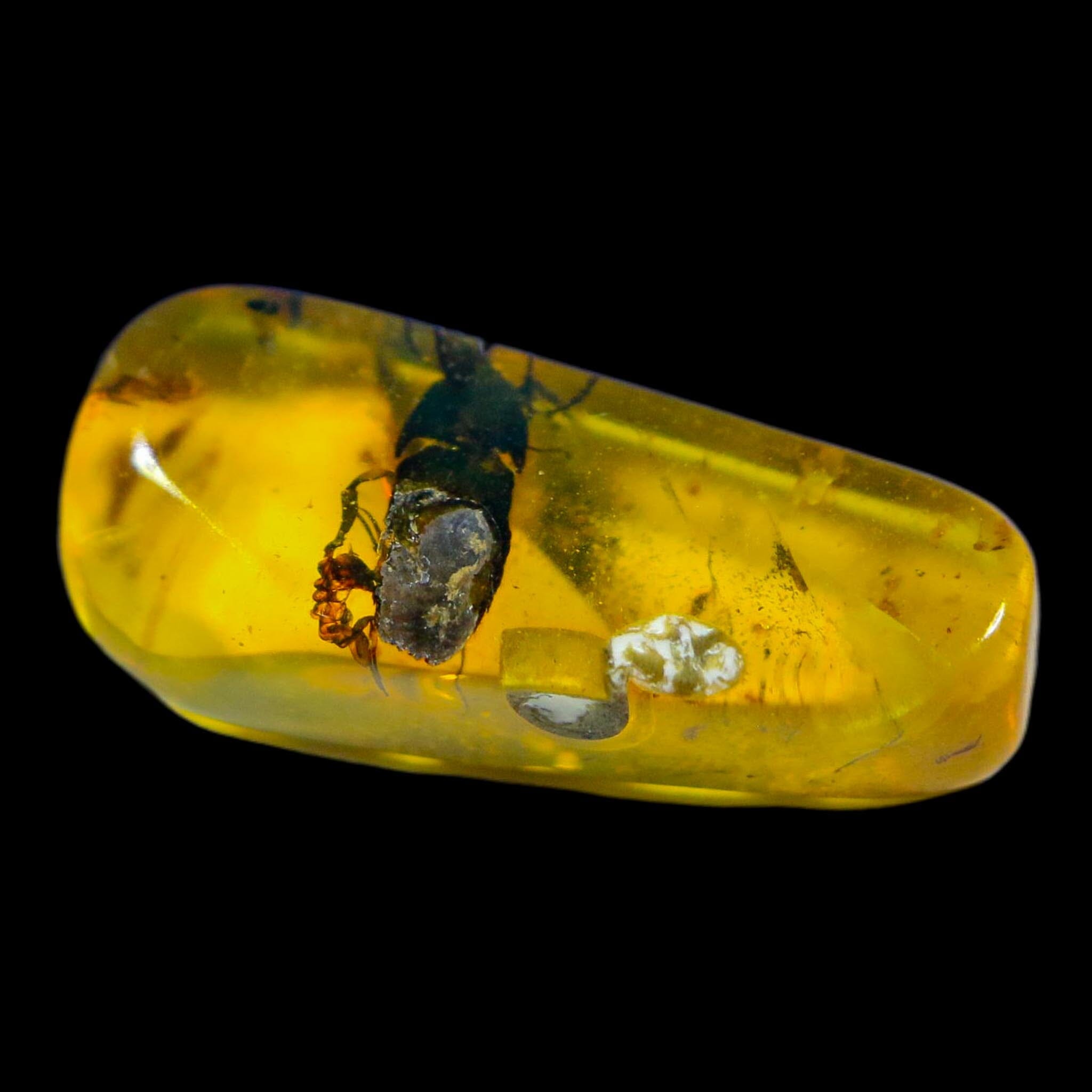 Burmese Insect Amber Coleoptera Beetle Bug Fossil Cretaceous Bermite Dinosaur Age