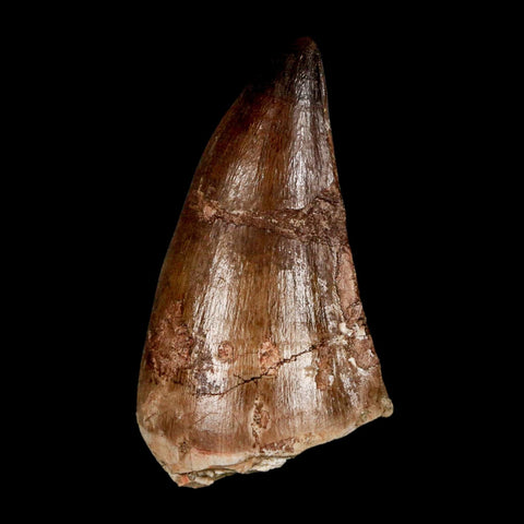 XL 2.3" Mosasaur Prognathodon Fossil Tooth Cretaceous Dinosaur Era COA & Stand