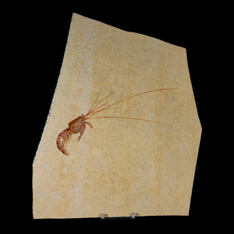 7" Acanthochirana Fossil Shrimp Upper Jurassic Age Solnhofen FM Germany COA Stand - Fossil Age Minerals