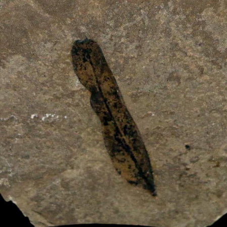 1.2" Caesalpinia Pecorae Divi Divi Trees Fossil Plant Leaf Eocene Age Uintah Utah