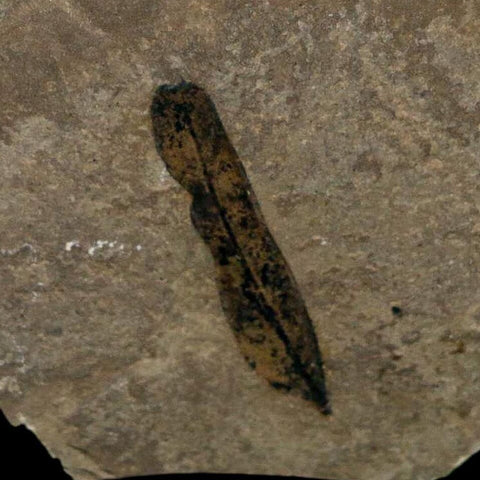 1.2" Caesalpinia Pecorae Divi Divi Trees Fossil Plant Leaf Eocene Age Uintah Utah - Fossil Age Minerals