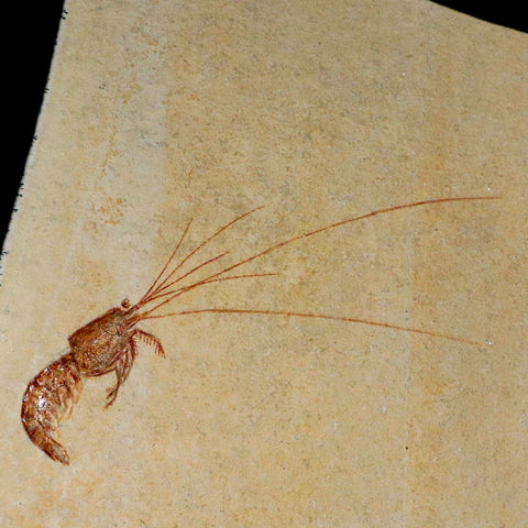 7" Acanthochirana Fossil Shrimp Upper Jurassic Age Solnhofen FM Germany COA Stand - Fossil Age Minerals