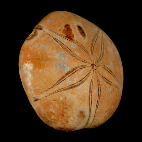 66MM Pygurus Marmonti Sea Urchin Fossil Sand Dollar Jurassic Age Madagascar - Fossil Age Minerals