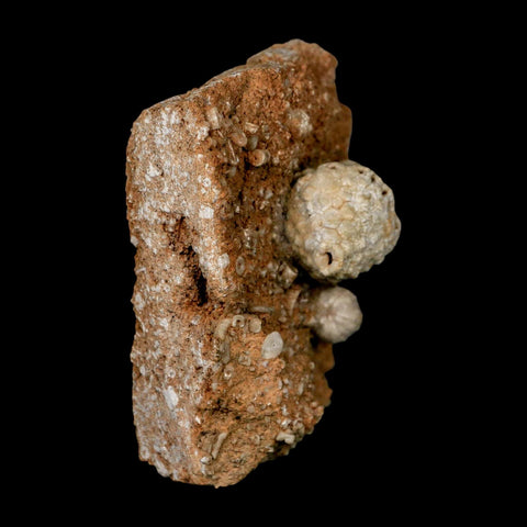 3.4" Uperocrinus Pyriformis Schizoblastus Crinoid Fossil Mississippian Age Burlington Iowa - Fossil Age Minerals