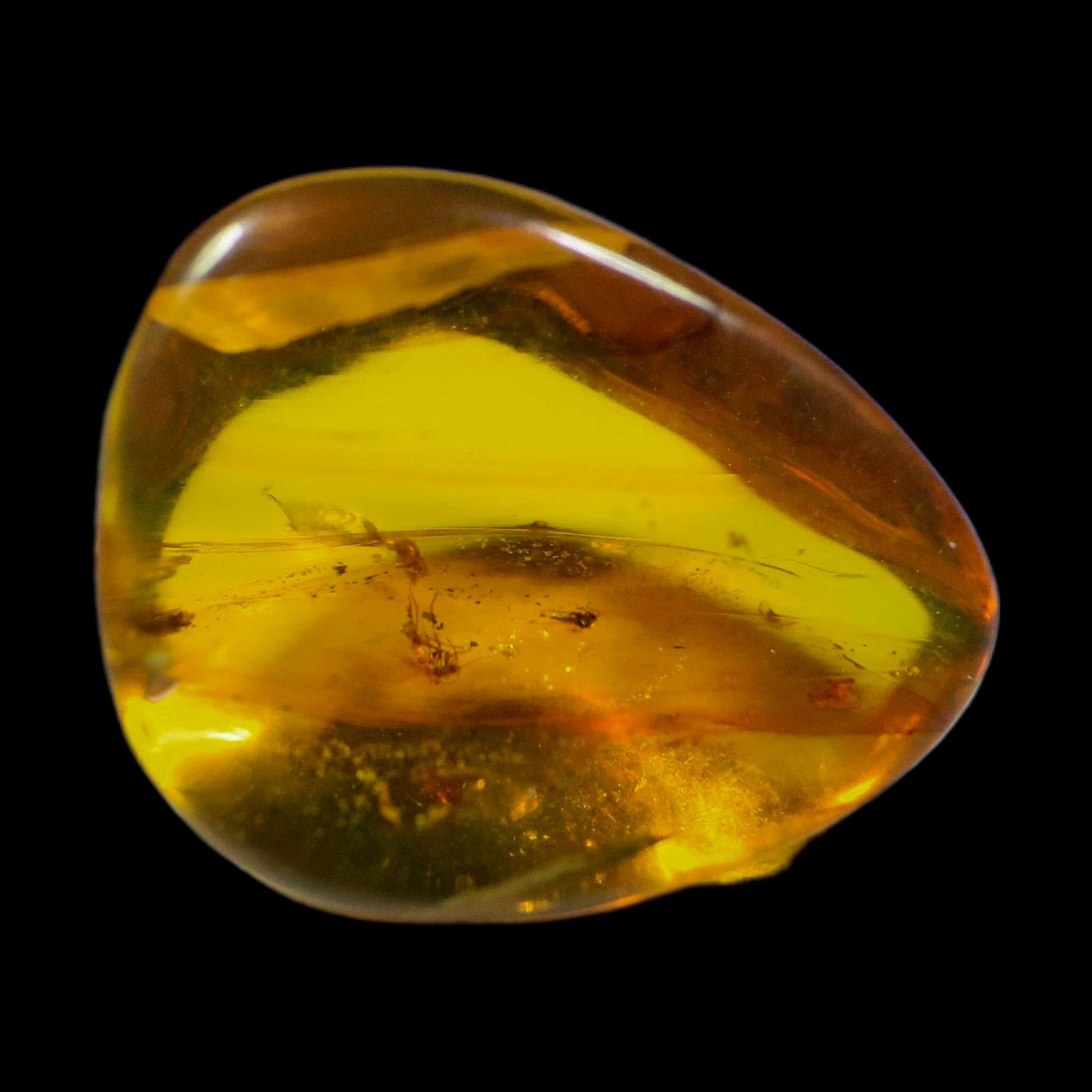 Two Burmese Insect Amber Diptera Mosquito Fly Fossil Cretaceous Bermite Dinosaur Age