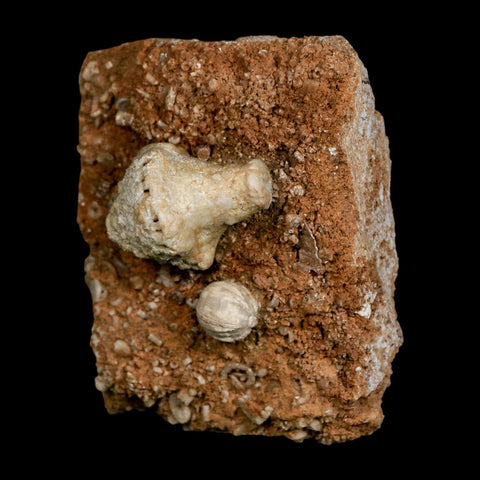 3.4" Uperocrinus Pyriformis Schizoblastus Crinoid Fossil Mississippian Age Burlington Iowa - Fossil Age Minerals