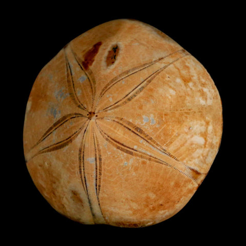 66MM Pygurus Marmonti Sea Urchin Fossil Sand Dollar Jurassic Age Madagascar - Fossil Age Minerals