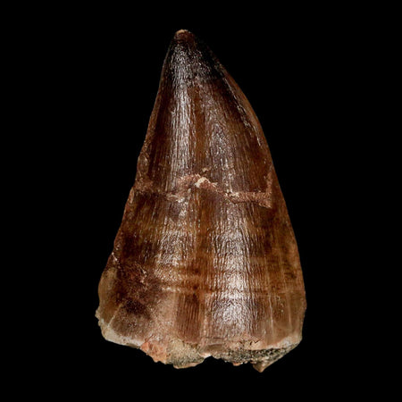 XL 2.3" Mosasaur Prognathodon Fossil Tooth Cretaceous Dinosaur Era COA & Stand