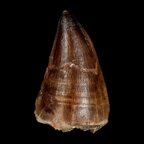 XL 2.3" Mosasaur Prognathodon Fossil Tooth Cretaceous Dinosaur Era COA & Stand