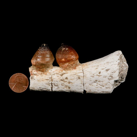 3.7" Globidens Mosasaur Fossil Teeth Jaw Section Cretaceous Dinosaur Era COA - Fossil Age Minerals