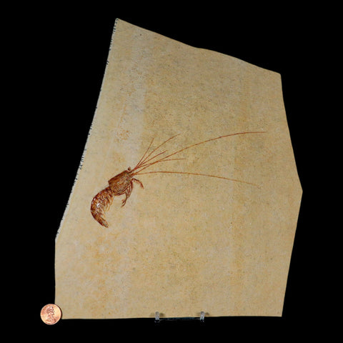 7" Acanthochirana Fossil Shrimp Upper Jurassic Age Solnhofen FM Germany COA Stand - Fossil Age Minerals