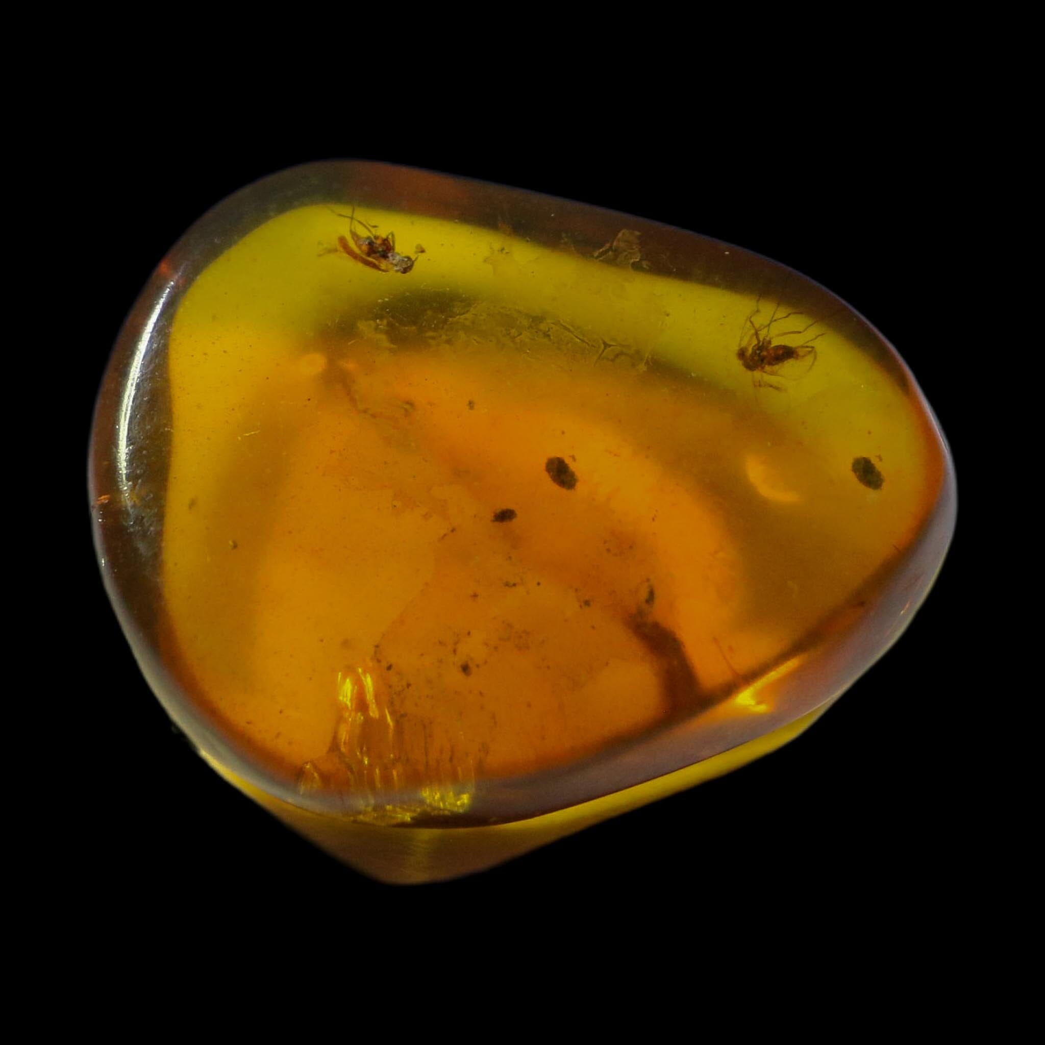 Burmese Insect Amber Diptera Mosquito Fly And Wasp Fossil Cretaceous Dinosaur Age