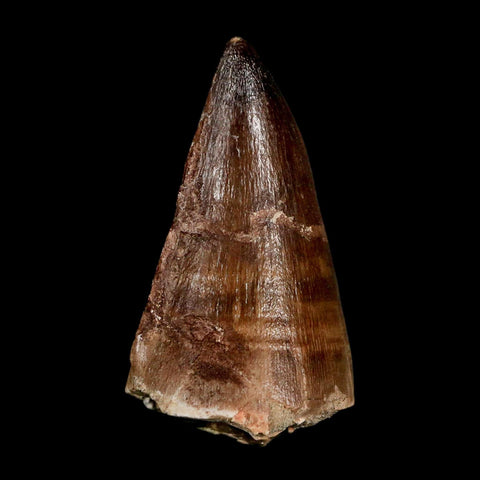 XL 2.3" Mosasaur Prognathodon Fossil Tooth Cretaceous Dinosaur Era COA & Stand