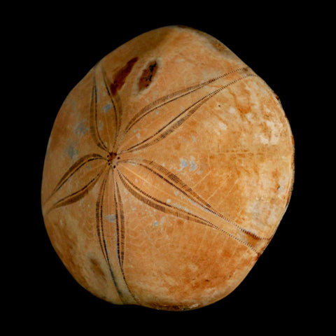 66MM Pygurus Marmonti Sea Urchin Fossil Sand Dollar Jurassic Age Madagascar - Fossil Age Minerals