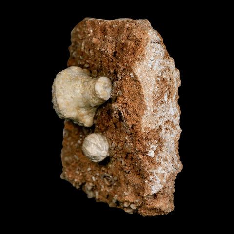 3.4" Uperocrinus Pyriformis Schizoblastus Crinoid Fossil Mississippian Age Burlington Iowa - Fossil Age Minerals