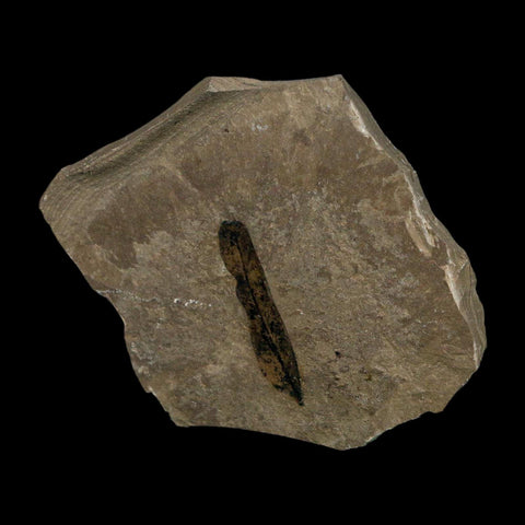1.2" Caesalpinia Pecorae Divi Divi Trees Fossil Plant Leaf Eocene Age Uintah Utah - Fossil Age Minerals