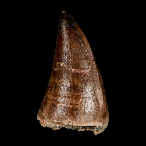 XL 2.3" Mosasaur Prognathodon Fossil Tooth Cretaceous Dinosaur Era COA & Stand