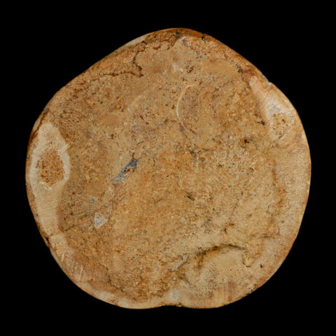 66MM Pygurus Marmonti Sea Urchin Fossil Sand Dollar Jurassic Age Madagascar - Fossil Age Minerals