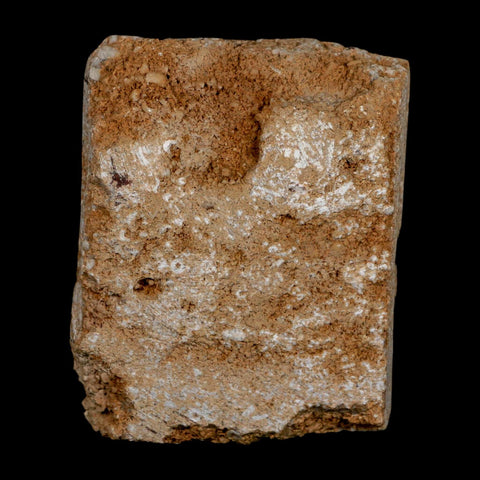 3.4" Uperocrinus Pyriformis Schizoblastus Crinoid Fossil Mississippian Age Burlington Iowa - Fossil Age Minerals