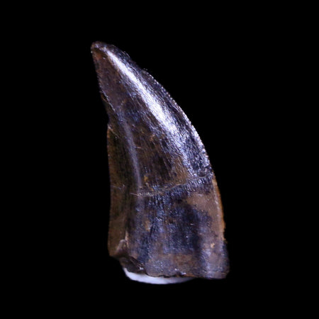 0.5" Nanotyrannus Tyrannosaurus Fossil Tooth Dinosaur Hell Creek SD COA Display