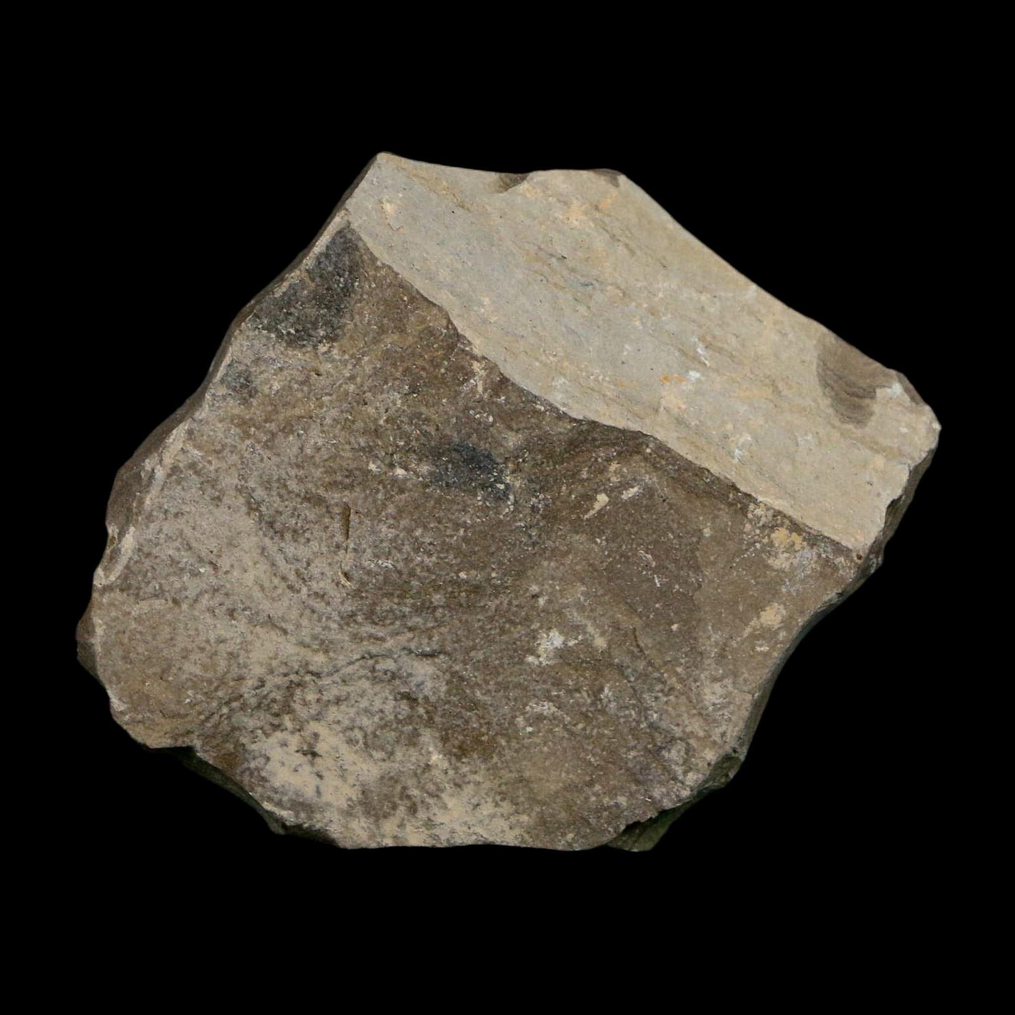 1.2" Caesalpinia Pecorae Divi Divi Trees Fossil Plant Leaf Eocene Age Uintah Utah - Fossil Age Minerals