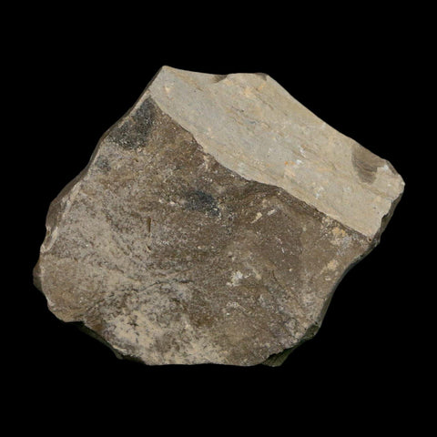 1.2" Caesalpinia Pecorae Divi Divi Trees Fossil Plant Leaf Eocene Age Uintah Utah - Fossil Age Minerals