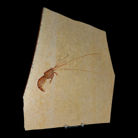 7" Acanthochirana Fossil Shrimp Upper Jurassic Age Solnhofen FM Germany COA Stand - Fossil Age Minerals